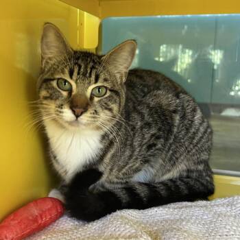 Domestic Short Hair Cats Available for Adoption - Clyde | PetCurious