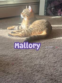 Mallory -  American Shorthair Cat for Adoption in Charlotte, Michigan - Mallory | PetCurious