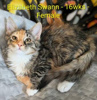 Elizabeth Swann -  Domestic Medium Hair Cat for Adoption in Seven Valleys, Pennsylvania - Elizabeth Swann | PetCurious