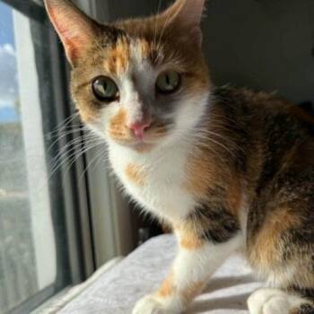 PEACHES -  Calico Cat for Adoption in Toronto, Ontario - PEACHES | PetCurious