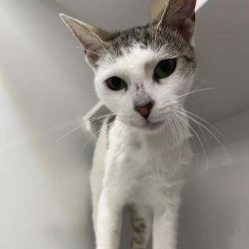 Madame Flurrie -  Domestic Short Hair Cat Available for Adoption in Los Angeles, California - Madame Flurrie | PetCurious
