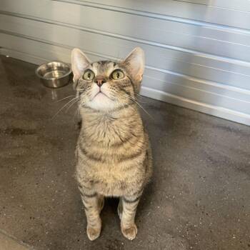 Kitty -  Domestic Short Hair Cat for Adoption in Hailey, Idaho - Kitty | PetCurious