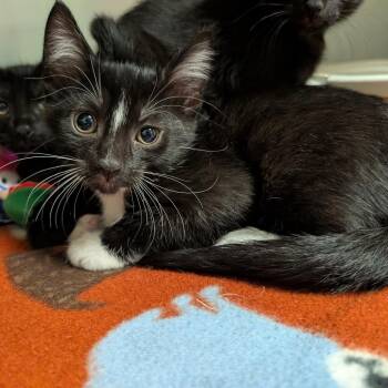 Stingray -  Domestic Short Hair Cat for Adoption in Titusville, Florida - Stingray | PetCurious