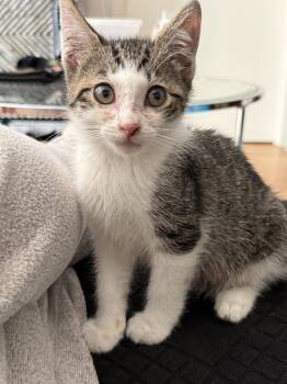 Subaru -  Domestic Short Hair Cat for Adoption in New York, New York - Subaru | PetCurious