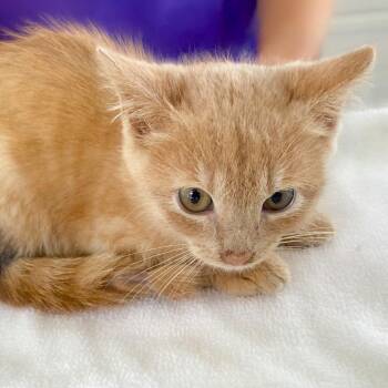 Carrot -  Domestic Medium Hair Cat for Adoption in Chapel Hill, North Carolina - Carrot | PetCurious