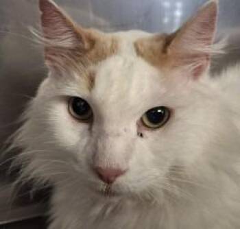 Domestic Long Hair Cats Available for Adoption in Brenham, Texas - Snowflakes | PetCurious