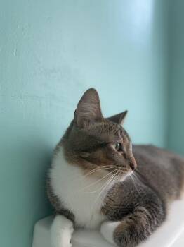 Nova Sweeties -  Domestic Short Hair and Tabby Cat for Adoption in Chandler, Arizona - Nova Sweeties | PetCurious
