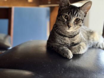 Rescue Domestic Short Hair Cats for Adoption in O