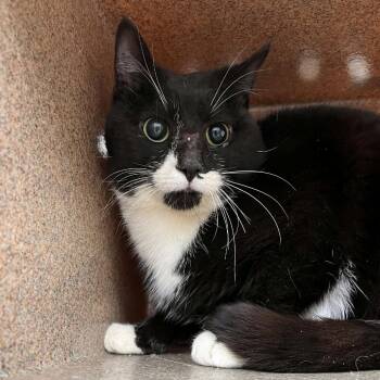 Domestic Short Hair Cats Available for Adoption - SVAS-Stray-38435 | PetCurious