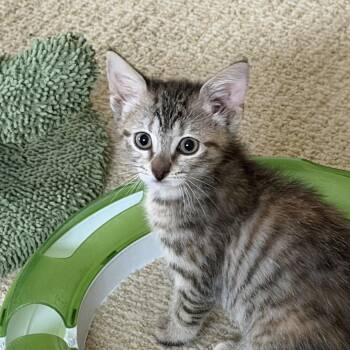 Zendaya -  Domestic Short Hair Cat for Adoption in Duluth, Georgia - Zendaya | PetCurious