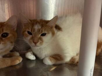Polka Dot -  Domestic Short Hair Cat for Adoption in Cincinnati, Ohio - Polka Dot | PetCurious