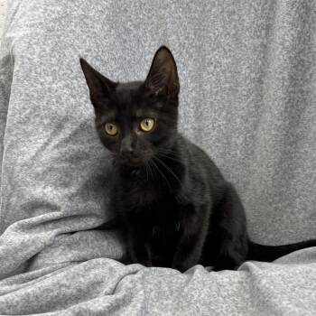 Toji -  Domestic Short Hair Cat for Adoption in Madisonville, Kentucky - Toji | PetCurious