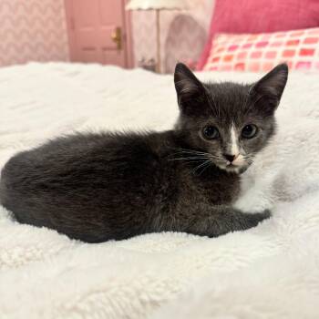 Domestic Short Hair Cats Available for Adoption - Chili | PetCurious