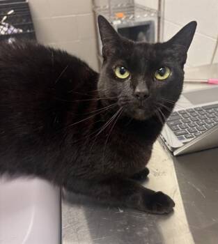 SUKI -  Domestic Short Hair Cat for Adoption in Indianapolis, Indiana - SUKI | PetCurious