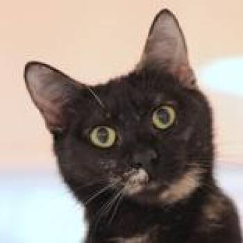 Domestic Short Hair Cats Available for Adoption in Hilliard, Ohio - Marnie  | PetCurious