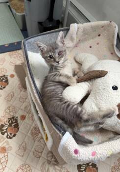 Maple -  Domestic Short Hair Cat for Adoption in New York, New York - Maple | PetCurious