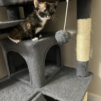 Domestic Short Hair Cats Available for Adoption - Tia | PetCurious