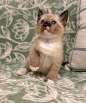Siamese Cats Available for Adoption in Mobile, Alabama - Scout. (Video) | PetCurious