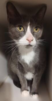 Domestic Short Hair Cats Available for Adoption in Phoenix, Arizona - Coco | PetCurious