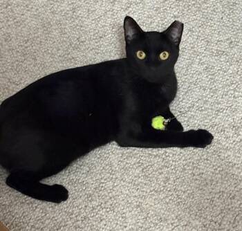 Kattie Mcdaniel -  Domestic Short Hair Cat for Adoption in Chandler, Arizona - Kattie Mcdaniel | PetCurious