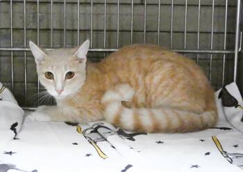 JULIO -  Tabby Cat for Adoption in Pasadena, California - JULIO | PetCurious