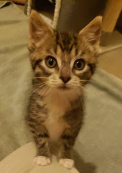 Rescue Domestic Short Hair Cats for Adoption in Seven Valleys, Pennsylvania - Poppy | PetCurious