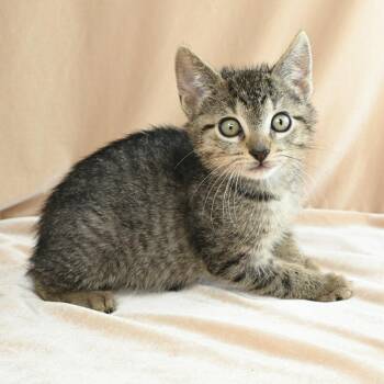 Teenie -  Domestic Short Hair Cat for Adoption in Mobile, Alabama - Teenie | PetCurious