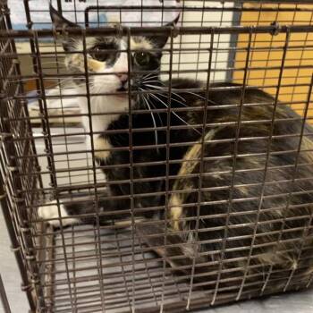 A613532 -  Domestic Medium Hair Cat for Adoption in Modesto, California - A613532 | PetCurious