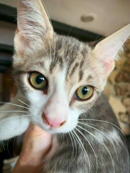 Rescue Domestic Short Hair Cats for Adoption in Fresno, California - Chai | PetCurious