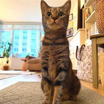 Marisol -  Domestic Short Hair Cat for Adoption in New York, New York - Marisol | PetCurious
