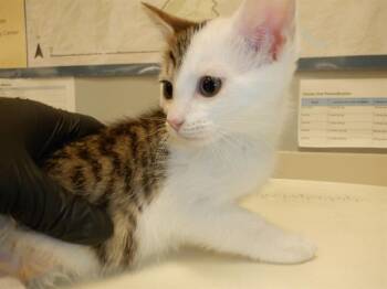 Rescue Domestic Short Hair Cats for Adoption in San Jose, California - DAISY | PetCurious