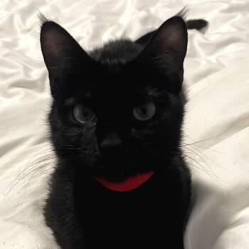 Bun -  Domestic Short Hair Cat for Adoption in Chicago, Illinois - Bun | PetCurious