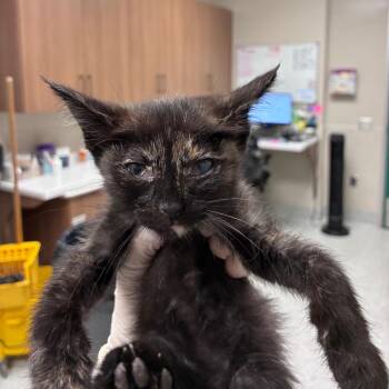 Janet -  Domestic Short Hair Cat for Adoption in Reno, Nevada - Janet | PetCurious