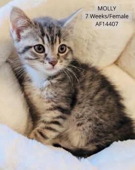 Domestic Medium Hair Cats Available for Adoption - Molly | PetCurious