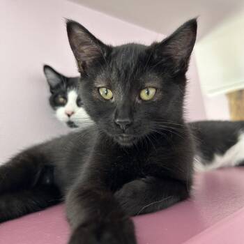 Rescue Domestic Short Hair Cats for Adoption in Fenton, Michigan - Mist | PetCurious