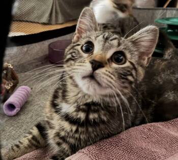 Melina (Melly) N. -- sweet like honey -  American Shorthair Cat for Adoption in New York, New York - Melina (Melly) N. -- Sweet Like Honey | PetCurious