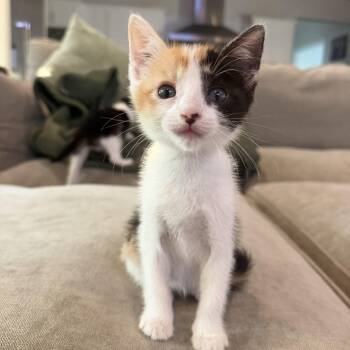 Momo -  Calico Cat for Adoption in Elk Grove, California - Momo | PetCurious