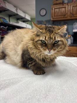 Emma -  Domestic Long Hair Cat for Adoption in Wabash, Indiana - Emma | PetCurious