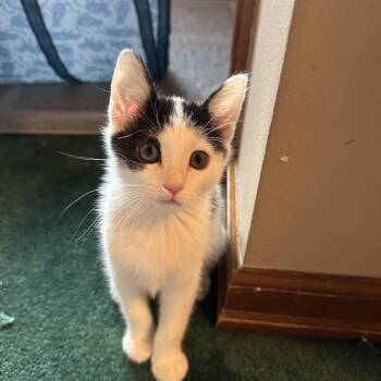 Frankie -  Domestic Short Hair Cat for Adoption in Woodinville, Washington - Frankie | PetCurious