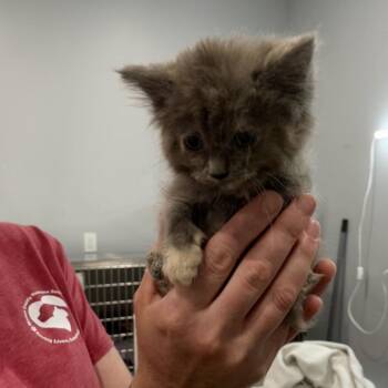 Nebula -  Domestic Short Hair Cat for Adoption in Fairmont, West Virginia - Nebula | PetCurious