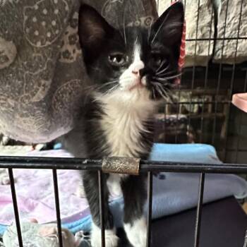 Missy -  Domestic Short Hair Cat for Adoption in Priest River, Idaho - Missy | PetCurious