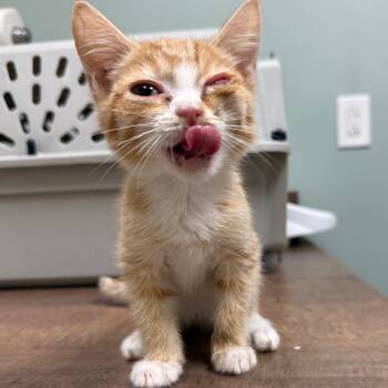 Domestic Short Hair Cats Available for Adoption - Sunkist In Stevensville, MD | PetCurious