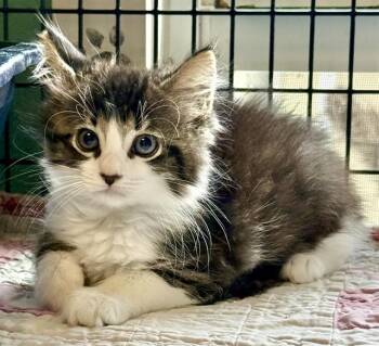 OREO -  Domestic Medium Hair Cat for Adoption in Sarasota, Florida - OREO | PetCurious