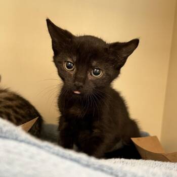 Domestic Short Hair Cats Available for Adoption in Port Richey, Florida - Paprika | PetCurious