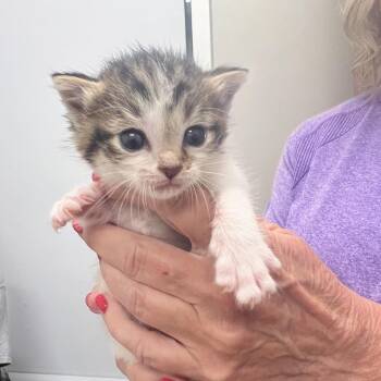Sanibel -  Domestic Short Hair Cat for Adoption in Chattanooga, Tennessee - Sanibel | PetCurious