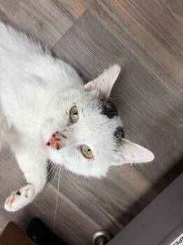 LESTER -  Domestic Short Hair Cat for Adoption in Grand Forks, North Dakota - LESTER | PetCurious