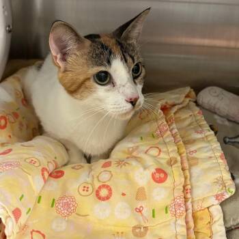 Angela -  Domestic Short Hair Cat for Adoption in Kanab, Utah - Angela | PetCurious