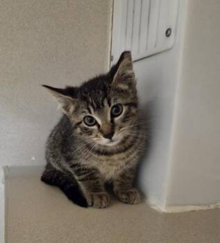 Jade -  Domestic Short Hair Cat for Adoption in Bellevue, Washington - Jade | PetCurious