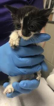 A428126 -  Domestic Short Hair Cat for Adoption in Conroe, Texas - A428126 | PetCurious