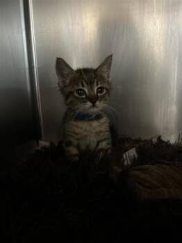PIKA -  Domestic Short Hair Cat for Adoption in Riverside, California - PIKA | PetCurious